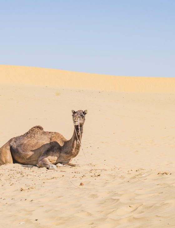 jaisalmer, desert, camel, animal, sand, dunes, landscape, nature, india, rajasthan, asia, jaisalmer, jaisalmer, jaisalmer, rajasthan, rajasthan, rajasthan, rajasthan, rajasthan