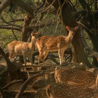 Graceful spotted deer navigating through the serene forest of New Delhi, India.